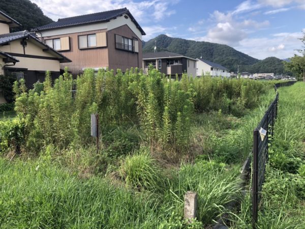 たつの市で草刈りを行いました
